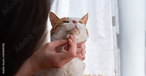 猫の顔を拭く 茶トラ白