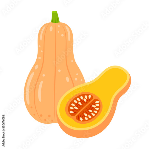 Butternut squash whole vegetable and slice isolated on white background. Cucurbita moschata. Butternut pumpkin or gramma icon. Vector illustration of vegetables in flat style.