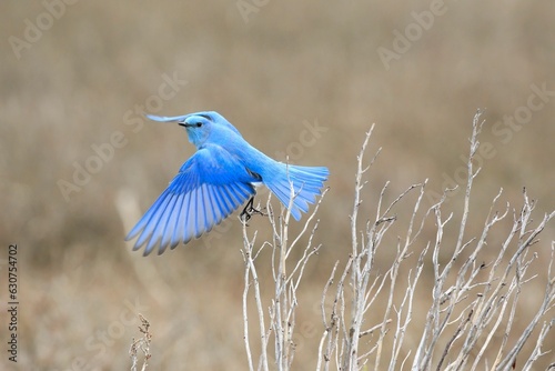 Mountain bluebird is perched atop a green plant, wings outstretched as if about to take flight
