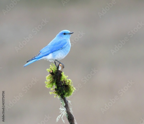 Mountain bluebird perched atop a slender stem amongst a backdrop of mossy vegetation