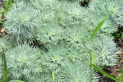 Artemisia leaves. Asteraceae evergreen perennial plants.Ornamental foliage plants.