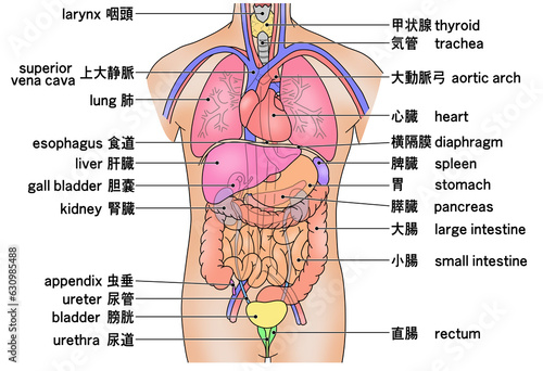 人体の主な内臓の配置がわかるイラスト