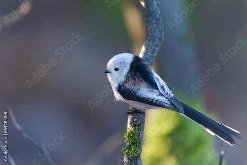 A long tailed tit sitting on the branch. A white titmouse with long tail in the nature habitat. Aegithalos caudatus