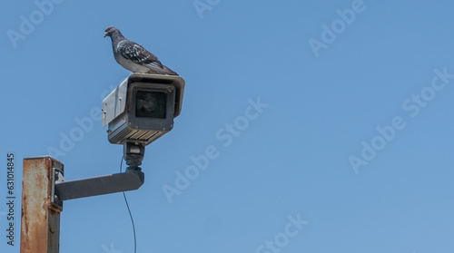 paloma sobre camara de vigilancia