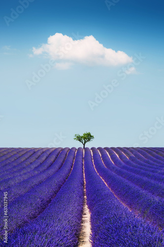 Blooming lavender fields and sky with cloud in Valensole, Provence, France.