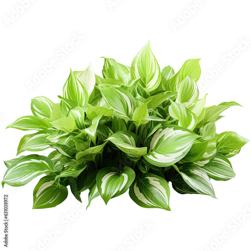 Bush hosta with colorful leaves isolated on transparent background. Generative AI