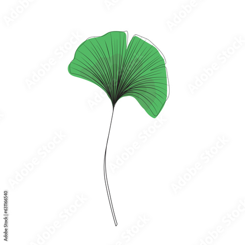 green fresh leaf of ginkgo biloba line drawing sketch, contour branch of ginkgo line art