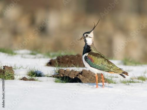 Lapwing in the late snow of March in Yorkshire England