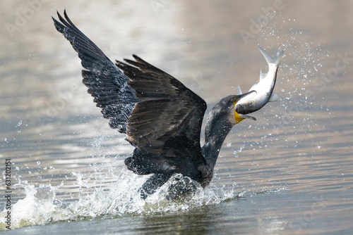 Great cormorant catching a fish in his mouth