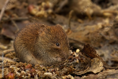 Brown Bank Vole on a pile of dry leaves and debris, eating snack