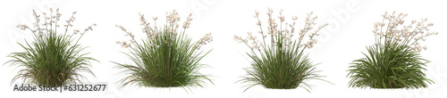 Set of Libertia formosa plant with isolated on transparent background. PNG file, 3D rendering illustration, Clip art and cut out