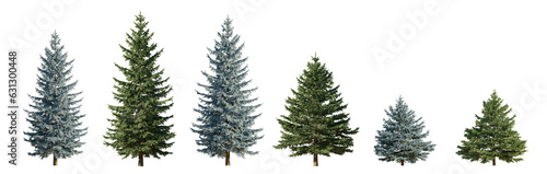 Set of 6 picea pungens colorado blue and green spruce evergreen pinaceae needled tree isolated png on a transparent background perfectly cutout 