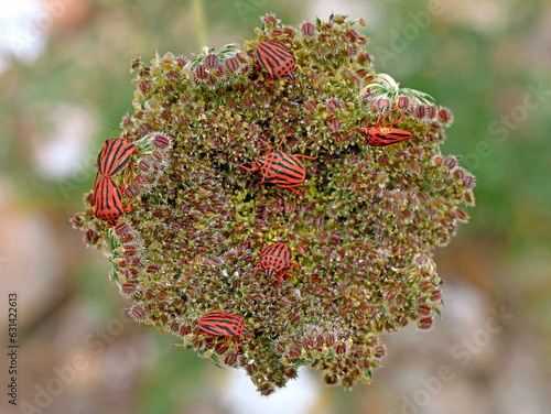 group of Red-striped bugs or minstrel bug, Graphosoma lineatum, on wild carrot plant, Daucus carota
