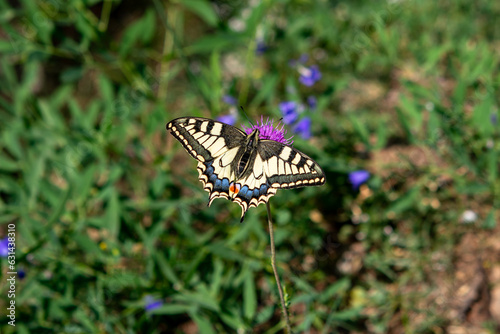 A butterfly called Papilio machaon or Ritariperhonen Swallowtaill on a thistle flower in the Parc de la Vanoise in the French Alps.