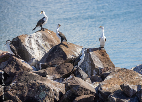 Pied Cormorants perched on rocks in natural habitat in New South Wales, Australia