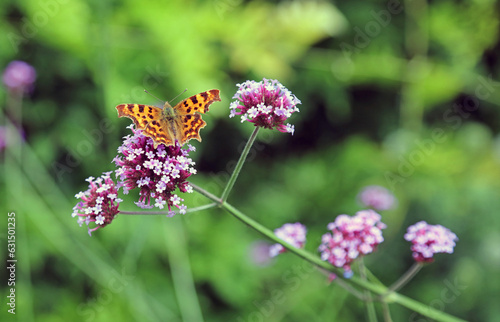 Comma Butterfly perched on Purple Top blooms, Derbyshire England 