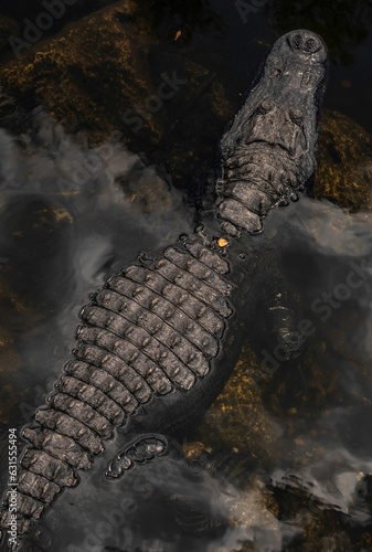 Top view of a crocodile in water