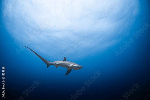 Thresher shark