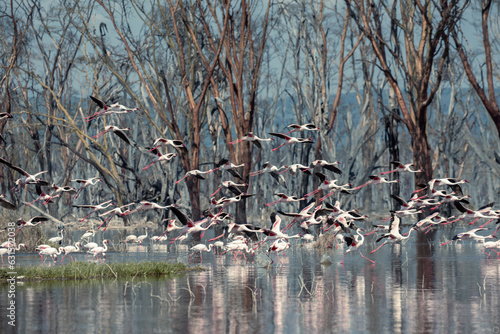flock of flamingos flying away in nakuru lake