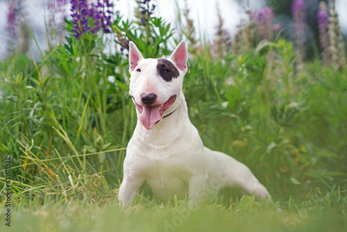 White with a brown patch Bull Terrier dog posing outdoors lying down in a green grass with violet lupine flowers in summer
