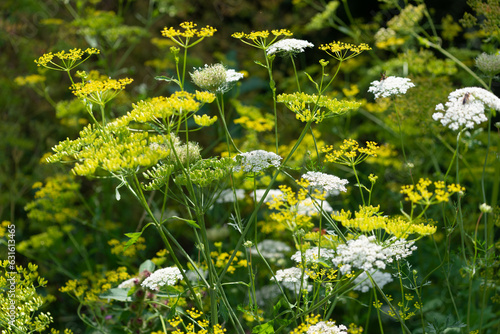 Daucus carota also known as Queen Anne's lace and wild parsnip (?)