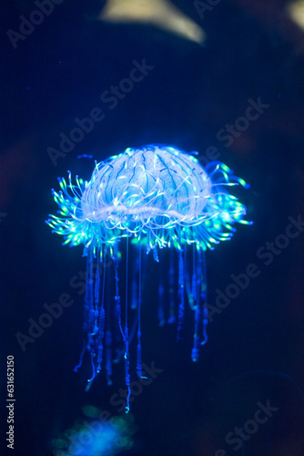 flower hat jellyfish