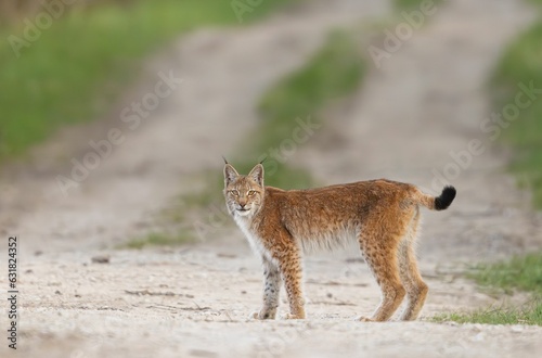 Close-up of a beautiful Eurasian lynx standing on a dry road surrounded by grass