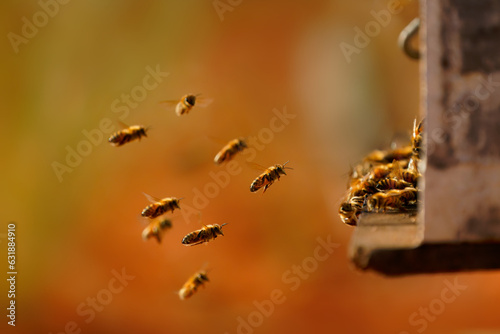 Beekeeping or apiculture, care of the bees, working hand on honey, apiary (also bee yard) with beehives and working beekeepers in australian outback, honey bee on the honeycomb or flying home