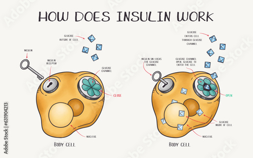 Hand drawn vector illustration explaining how does insulin work