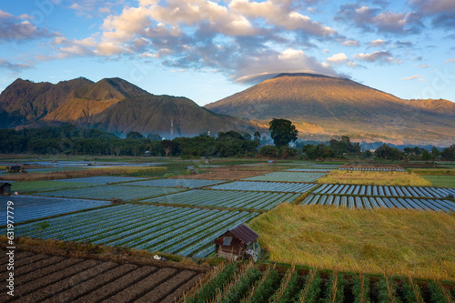 colourful farm in Sembalunlawang, Lombok Indonesia.