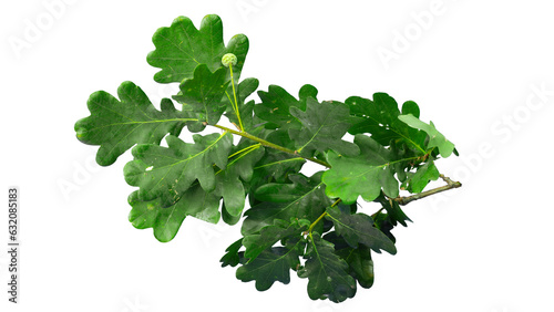 Branch of oak tree with fresh green leaves and acorn | isolated foreground | transparent png 