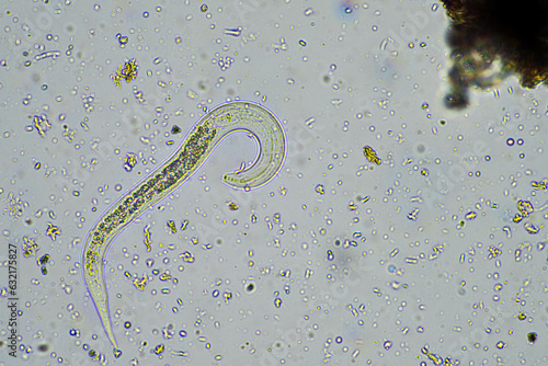 bacterial feeding soil nematode in a soil sample under the microscope