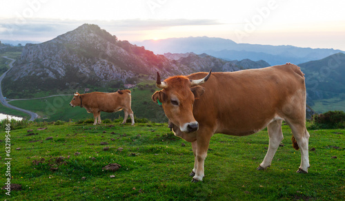 Mountain cow sits on a lawn in a national park among the mountains at sunset