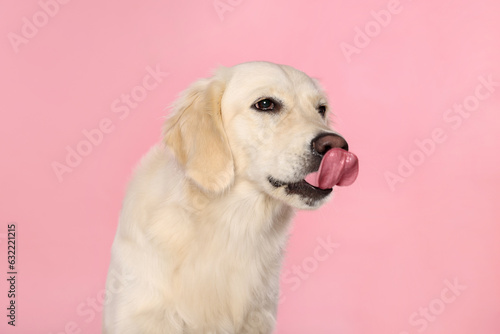 Cute Labrador Retriever showing tongue on pink background