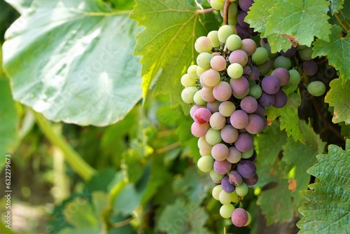 Ekologiczne winogrona dojrzewają na słońcu. Kiść winogron rośnie wśród liści. Na zdjęciu widać różne odcienie owoców winogrona.
