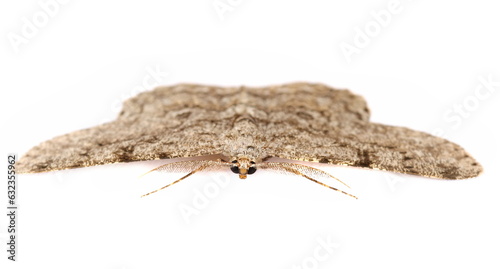 Moth with comb-like antennae and two spot isolated on white, Europe