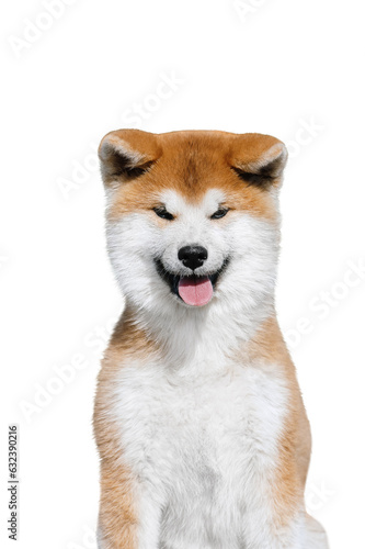 Portrait of a akita inu pappy isolated as png