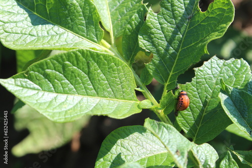 The Colorado potato beetle eats potato leaves on a sunny day.