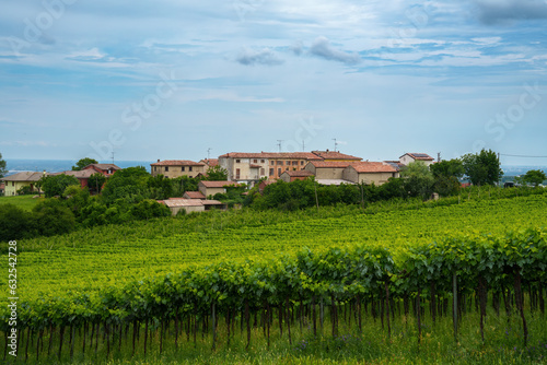 Hills of Oltrepo Pavese at June. Vineyards