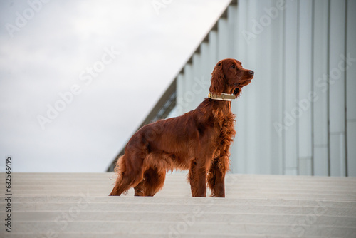 portrait of dog breed red irish setter