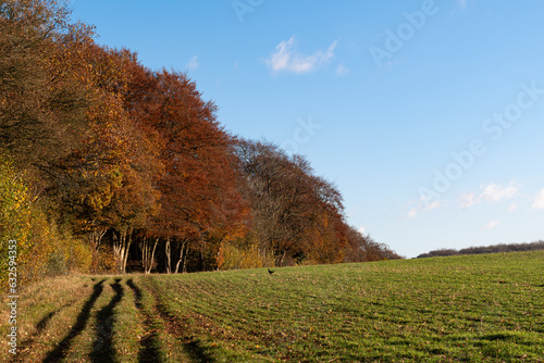 Autum coloured leaves on trees in woodland at the edge of a farmers field