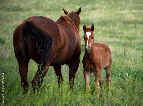 Mother horse and baby colt filly in green pasture