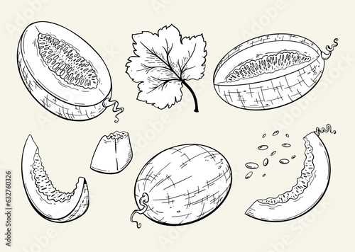 Set of melons and melon slices. Hand drawn sketch style. 
