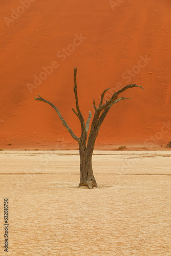 Lonely dead tree in Deadvlei Namibia