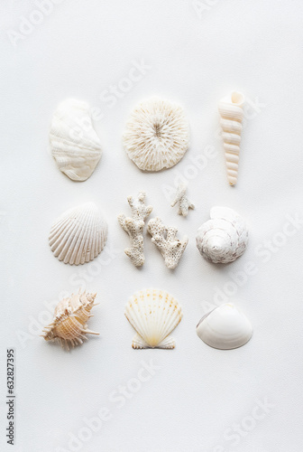 White seashells collection.