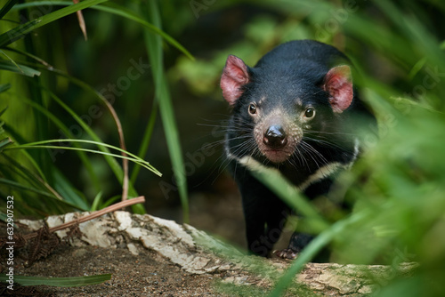 Portrait of Tasmanian devil, Sarcophilus harrisii,the largest carnivorous marsupial native to Tasmania island. Eye contact, blurred forest environment. Animal in human care. 