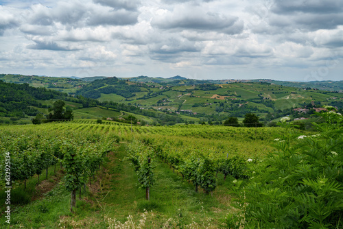 Hills of Oltrepo Pavese at June. Vineyards