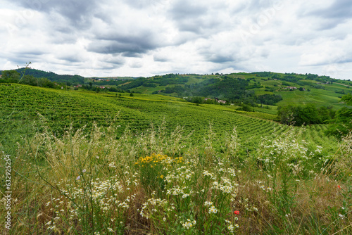 Hills of Oltrepo Pavese at June. Vineyards