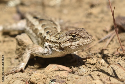 Desert lizard on the sand
