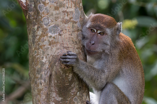  portrait of a long-tailed, macaque on a tree, Bukit Lawang, Sumatra, Indonesia